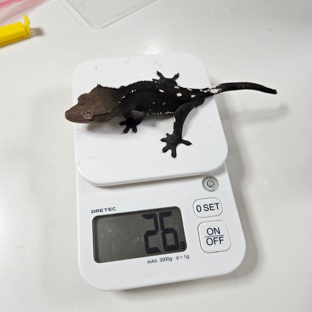 아잔틱