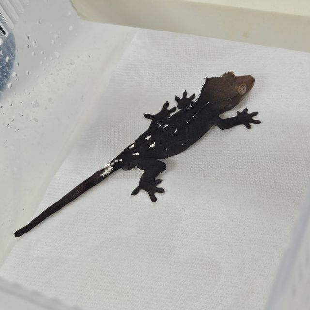 아잔틱