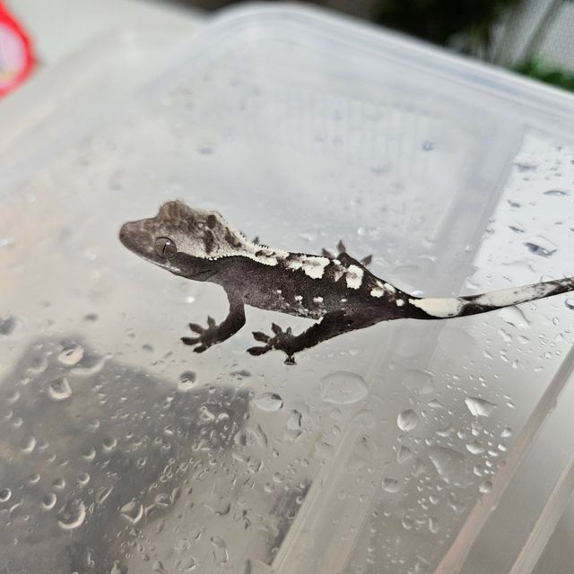 아잔틱