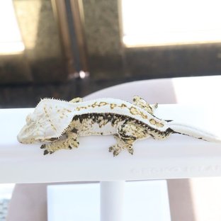 누누