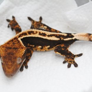 핀스트라이프 쿼드 100%헷아잔틱