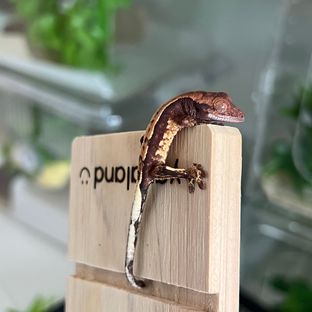 트라이