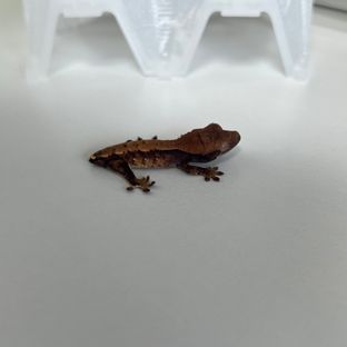 트라이