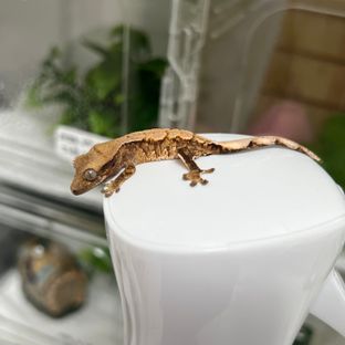 트라이