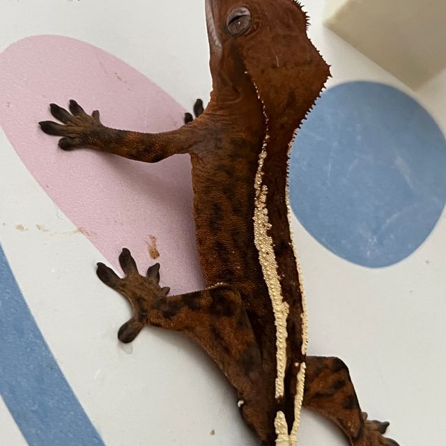 세이블