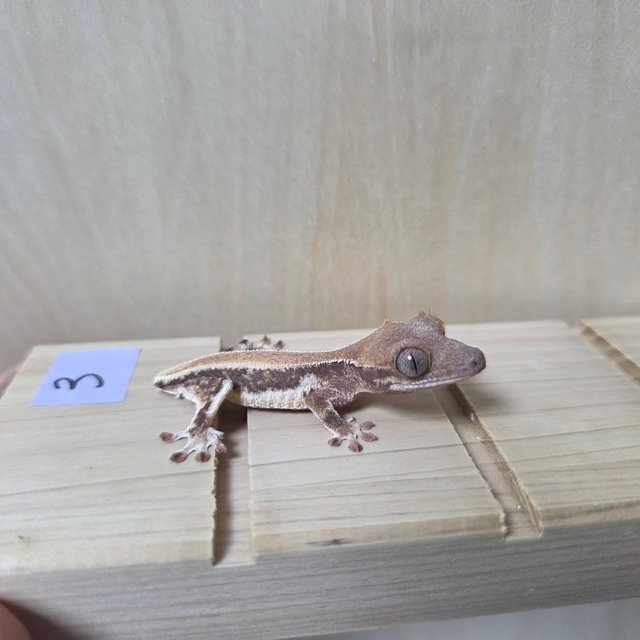 릴리화이트 솔리드백