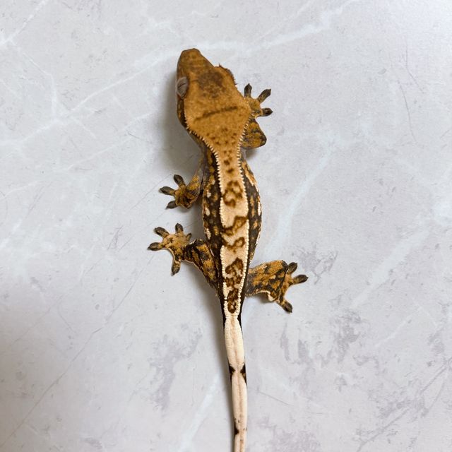 트라이