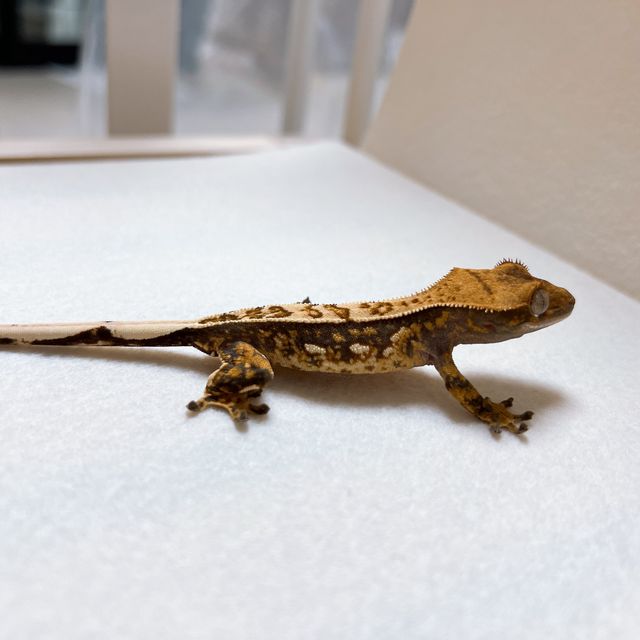 트라이