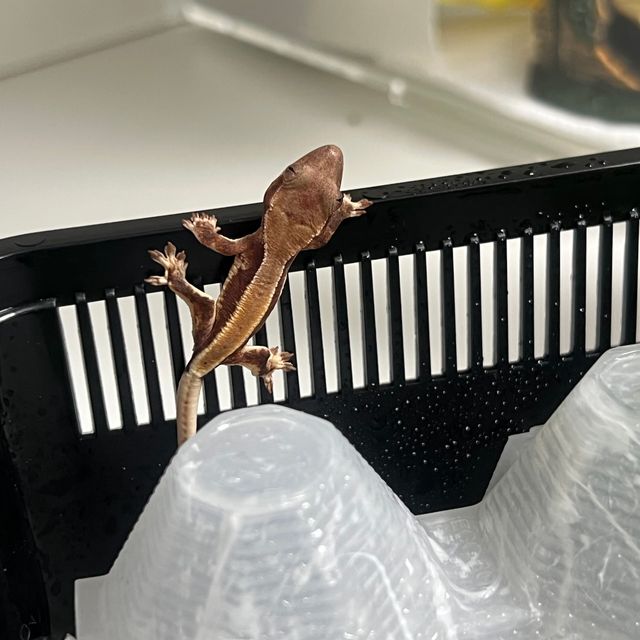 솔리드백 릴리화이트