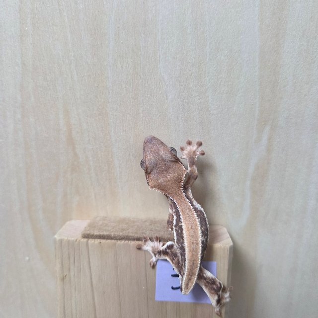 릴리화이트 솔리드백