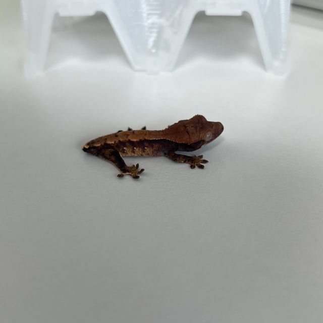 트라이
