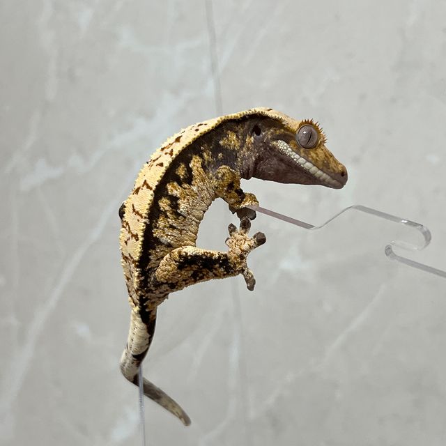 트라이 익스트림할리퀸