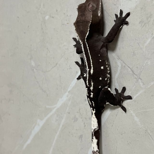 아잔틱