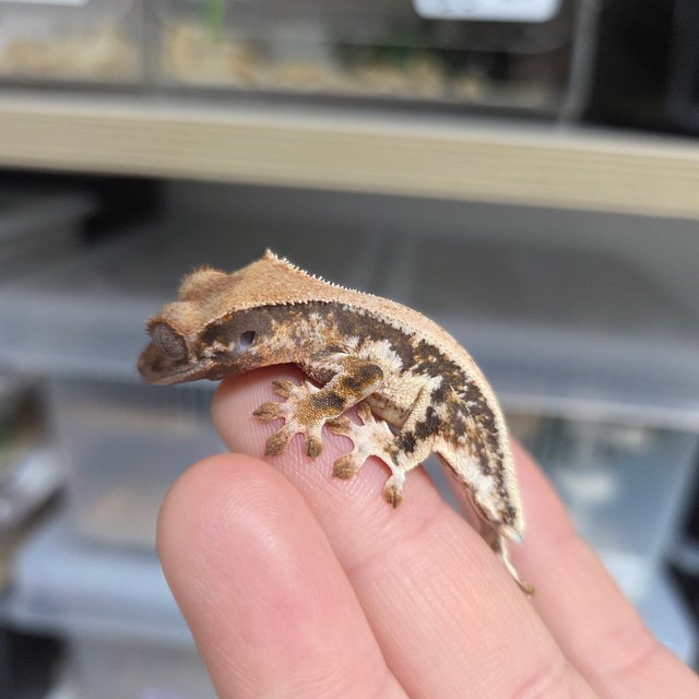 릴리화이트 솔리드백