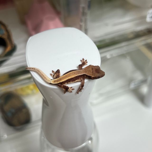 솔리드백 릴리화이트