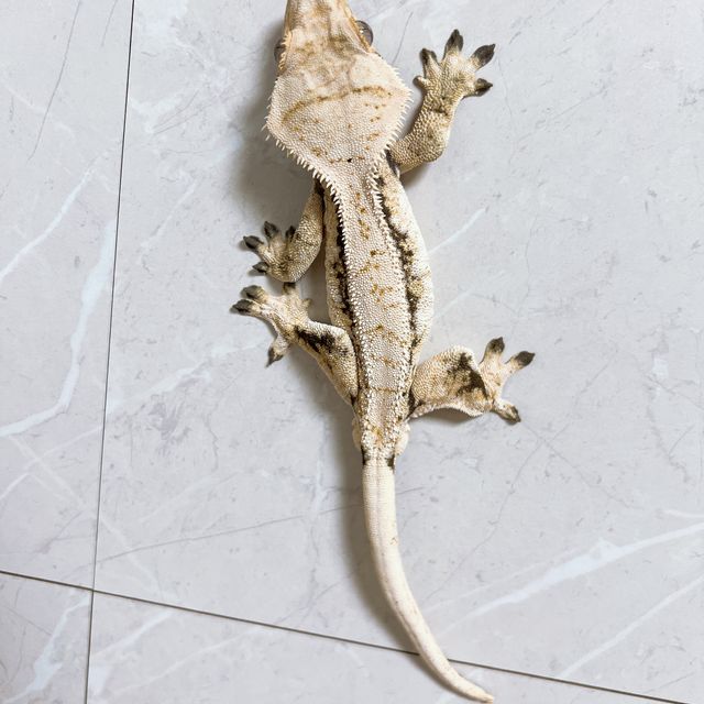 노멀 트라이