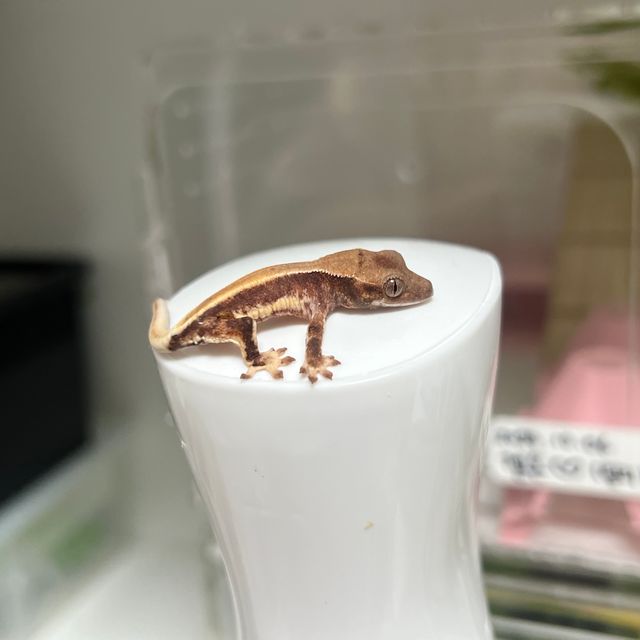 솔리드백 릴리화이트