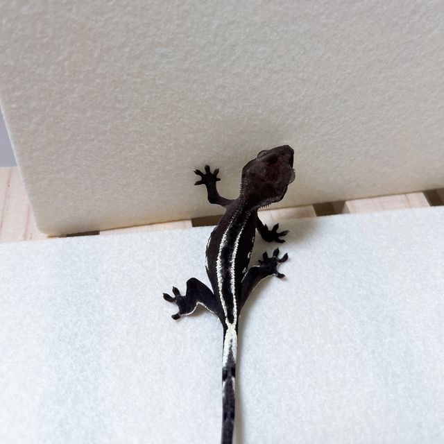 아잔틱 풀핀