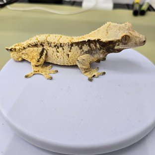 화이트스팟 익스트림할리퀸 할리퀸