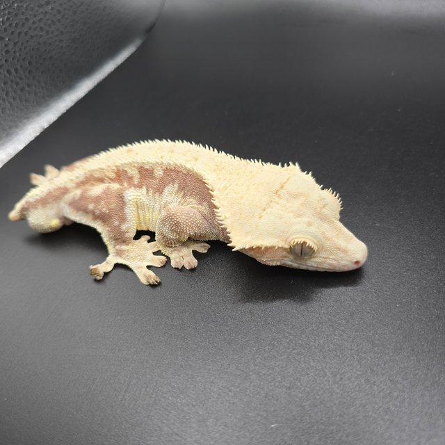 레드 릴리화이트