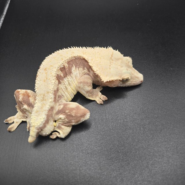 레드 릴리화이트