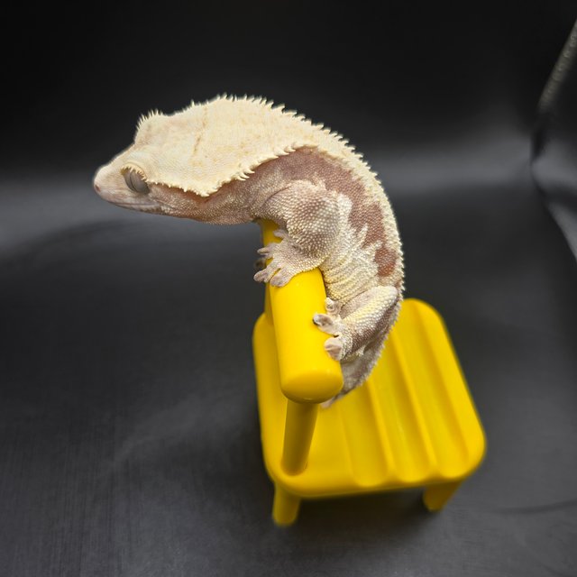 레드 릴리화이트