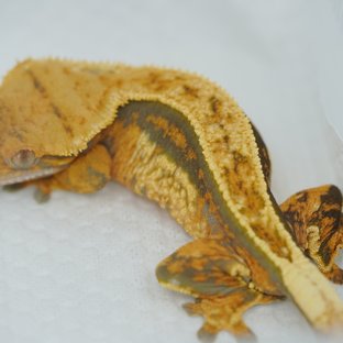 노멀 트라이 (모)