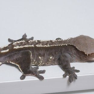 아잔틱 (부)