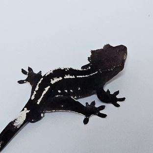 아잔틱 (부)