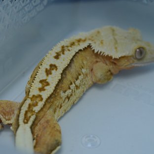 크림시클 쿼드 핀스트라이프