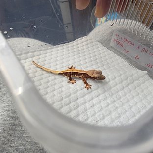카이셀x디그너티아잔암