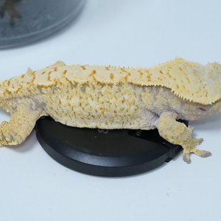 노멀 화이트스팟