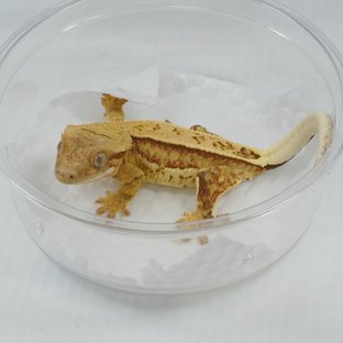 칸x푸로