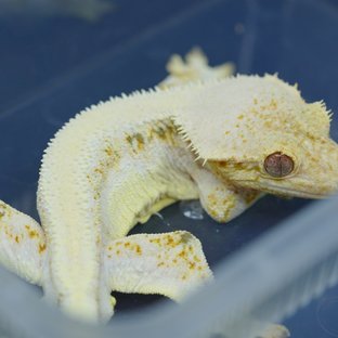 릴리화이트 솔리드백