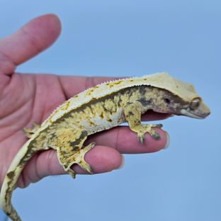 렌토