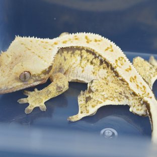 노멀 트라이 핀스트라이프 드리피