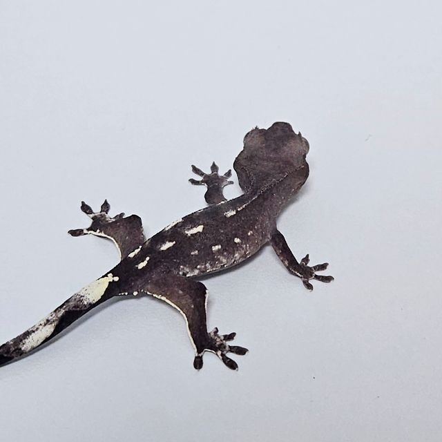 아잔틱