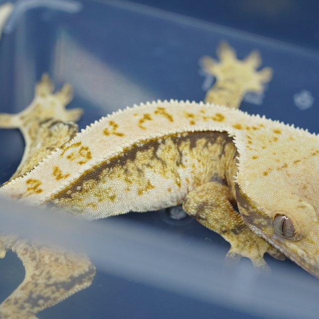 노멀 트라이 핀스트라이프 드리피