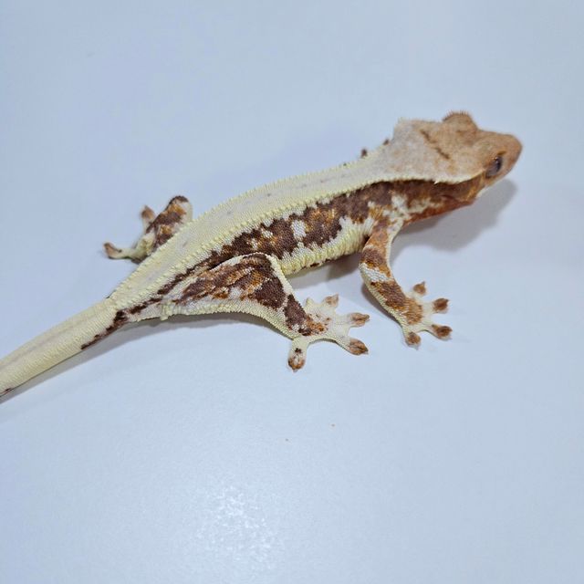 릴리화이트