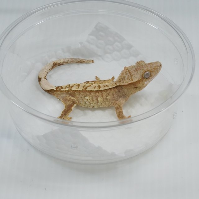 100%헷아잔틱 화이트스팟