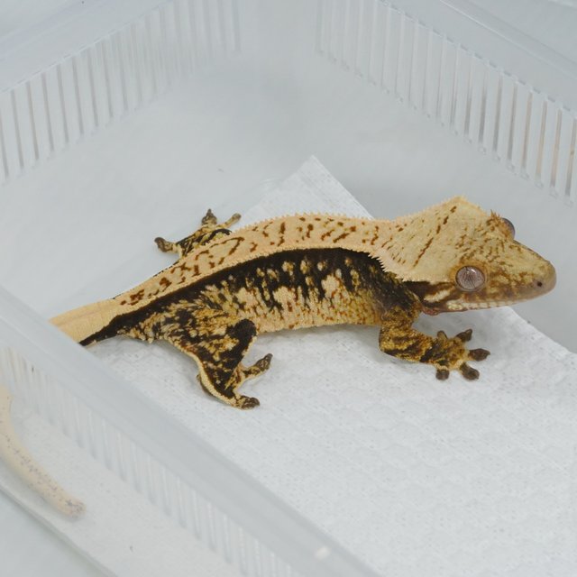 노멀 트라이 화이트스팟