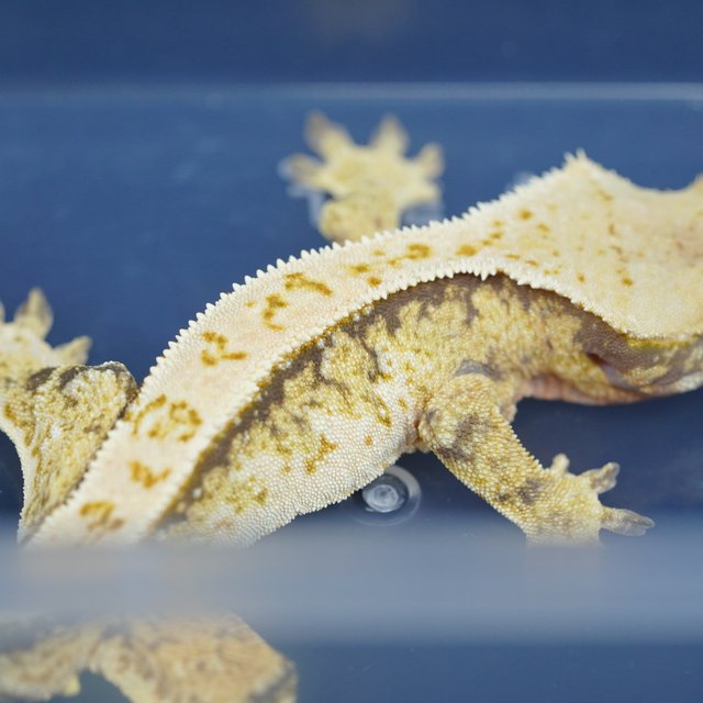 노멀 트라이 핀스트라이프 드리피