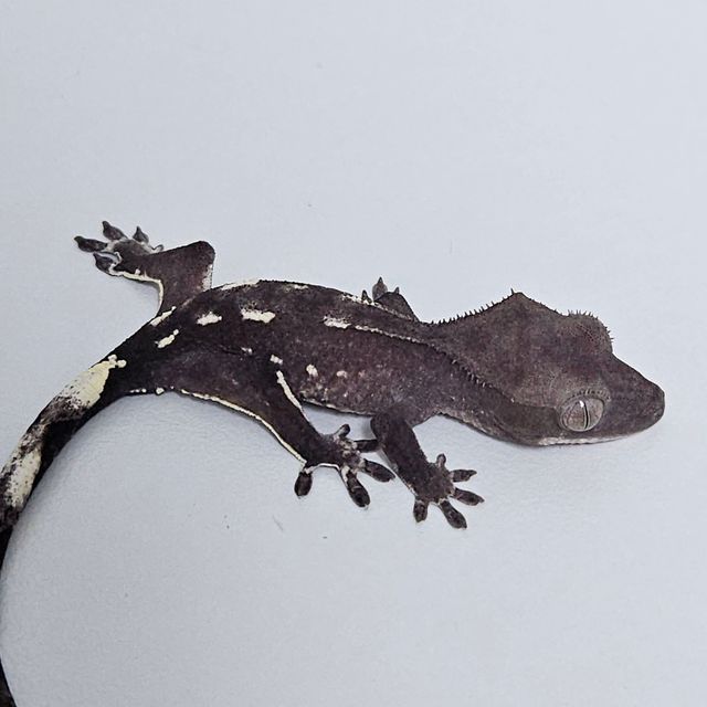 아잔틱