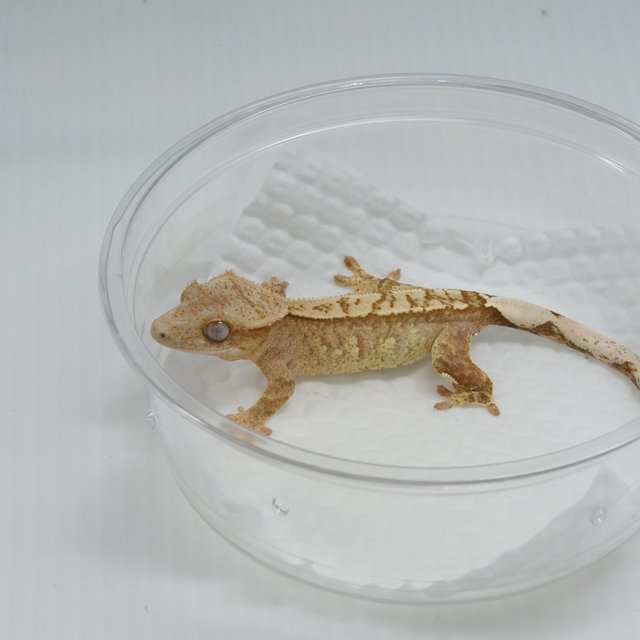 100%헷아잔틱 화이트스팟