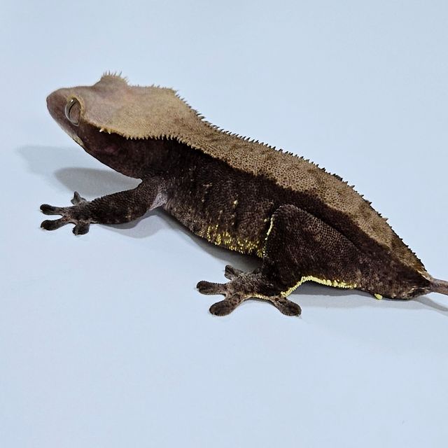 벅스킨 블랙