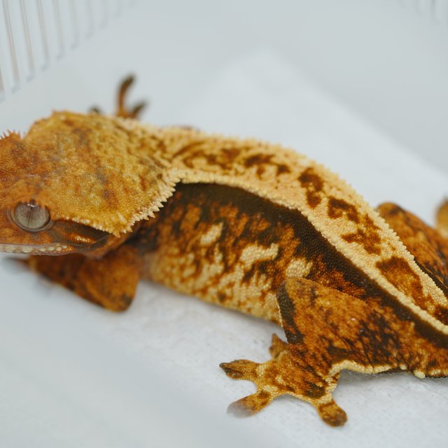 노멀 트라이 텐저린