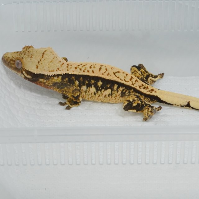 노멀 트라이 화이트스팟