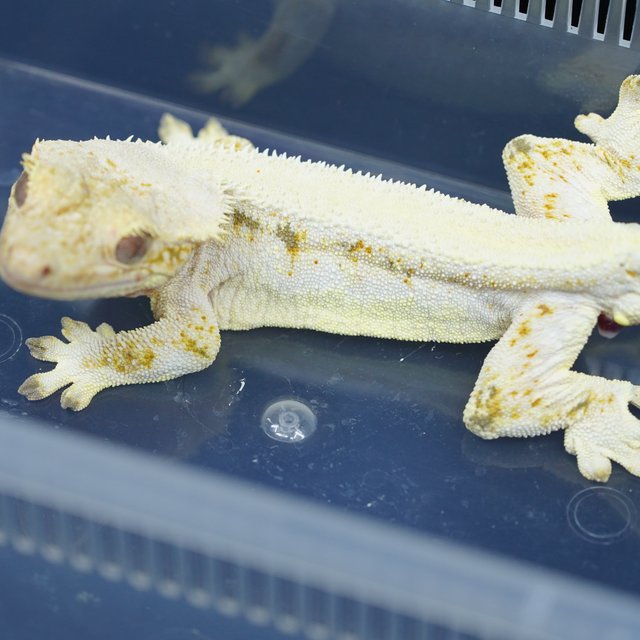 릴리화이트 솔리드백