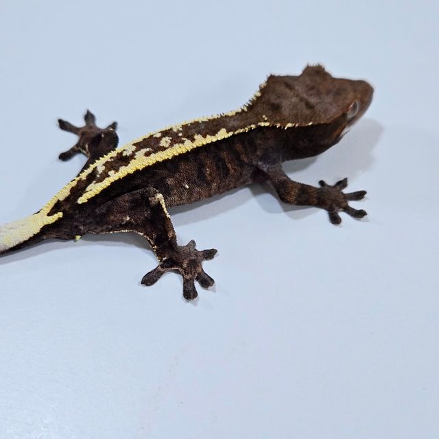 카푸치노 핀스트라이프