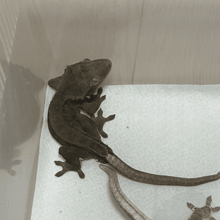 릴리화이트 팬텀 다크